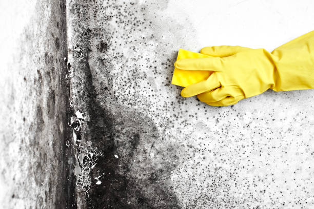 Mold Removal Process in North Hudson, WI