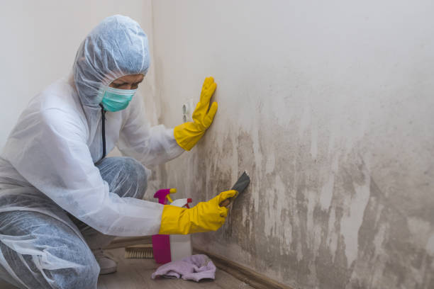 Best Attic Mold Removal  in North Hudson, WI