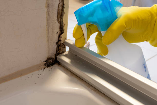 Best Local Mold Removal Service  in North Hudson, WI