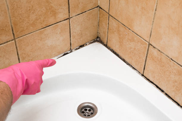Best Mold Removal and Inspection  in North Hudson, WI