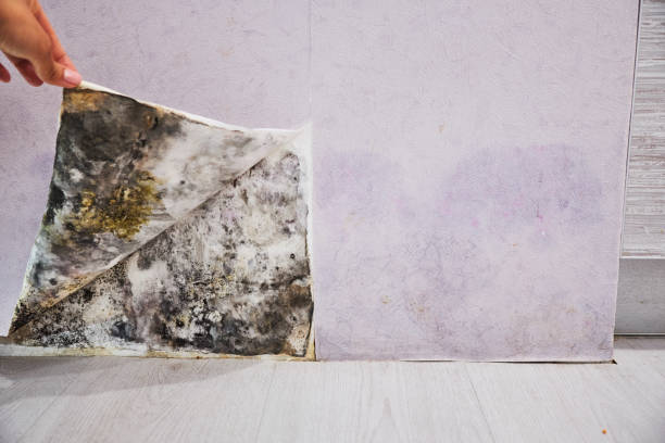Best Black Mold Removal  in North Hudson, WI